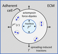 Graphical abstract: Active mechanical coupling between the nucleus, cytoskeleton and the extracellular matrix, and the implications for perinuclear actomyosin organization