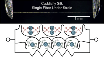 Graphical abstract: Self-recovering caddisfly silk: energy dissipating, Ca2+-dependent, double dynamic network fibers