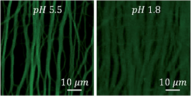 Graphical abstract: Electrospinning polyelectrolyte complexes: pH-responsive fibers