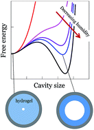 Graphical abstract: Drying-induced cavitation in a constrained hydrogel