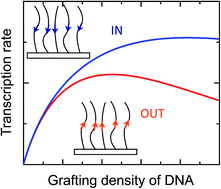 Graphical abstract: Transcription rates in DNA brushes