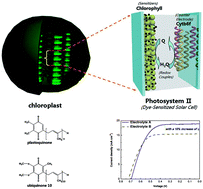 Graphical abstract: Efficient dye-sensitized solar cells employing highly environmentally-friendly ubiquinone 10 based I2-free electrolyte inspired by photosynthesis