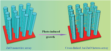 Graphical abstract: Photo-directed growth of Au nanowires on ZnO arrays for enhancing photoelectrochemical performances