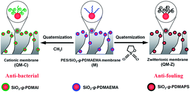 Graphical abstract: Anti-fouling and anti-bacterial polyethersulfone membranes quaternized from the additive of poly(2-dimethylamino ethyl methacrylate) grafted SiO2 nanoparticles