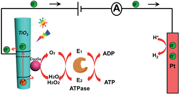 Graphical abstract: Artificial metabolism-inspired photoelectrochemical probing of biomolecules and cells