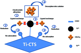 Graphical abstract: Synthesis of titanium cross-linked chitosan composite for efficient adsorption and detoxification of hexavalent chromium from water