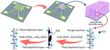 Graphical abstract: Sulfuration–desulfuration reaction sensing effect of intrinsic ZnO nanowires for high-performance H2S detection