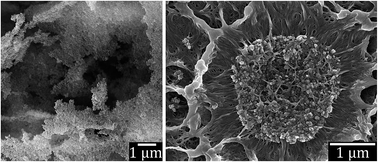 Graphical abstract: Formation and the structure of freeze-dried MgO nanoparticle foams and their electrical behaviour in polyethylene