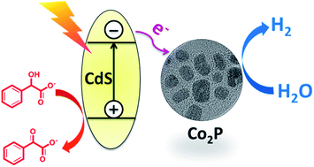 Graphical abstract: Cobalt phosphide as a highly active non-precious metal cocatalyst for photocatalytic hydrogen production under visible light irradiation