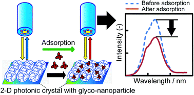 Graphical abstract: Signal amplified two-dimensional photonic crystal biosensor immobilized with glyco-nanoparticles