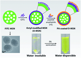 Graphical abstract: Noncovalent functionalization of mesoporous silica nanoparticles with amphiphilic peptides