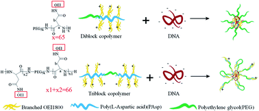 Graphical abstract: PEGylated poly(aspartate-g-OEI) copolymers for effective and prolonged gene transfection
