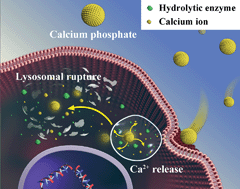 Graphical abstract: Calcium phosphate nanoparticles primarily induce cell necrosis through lysosomal rupture: the origination of material cytotoxicity