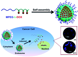 Graphical abstract: A novel nanoassembled doxorubicin prodrug with a high drug loading for anticancer drug delivery