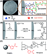 Graphical abstract: Efficient enrichment of glycopeptides using phenylboronic acid polymer brush modified silica microspheres