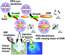 Graphical abstract: Preparation of PEG-modified PAMAM dendrimers having a gold nanorod core and their application to photothermal therapy