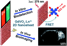 Graphical abstract: The synthesis of lanthanide-doped GdVO4 ultrathin nanosheets with great optical and paramagnetic properties for FRET biodetection and in vivo MR imaging
