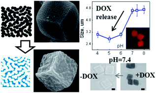 Graphical abstract: pH-responsive hydrogel cubes for release of doxorubicin in cancer cells