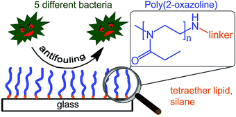 Graphical abstract: Amine end-functionalized poly(2-ethyl-2-oxazoline) as promising coating material for antifouling applications