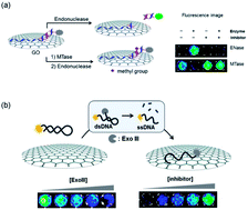 Graphical abstract: Graphene oxide for fluorescence-mediated enzymatic activity assays