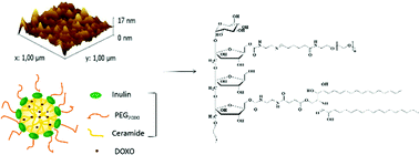 Graphical abstract: Amphiphilic inulin graft co-polymers as self-assembling micelles for doxorubicin delivery