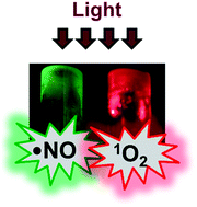Graphical abstract: A multi-photoresponsive supramolecular hydrogel with dual-color fluorescence and dual-modal photodynamic action