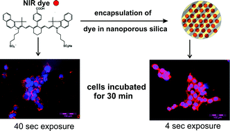 Graphical abstract: Ultrabright NIR fluorescent mesoporous silica nanoparticles