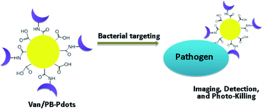 Graphical abstract: Multifunctional semiconducting polymer dots for imaging, detection, and photo-killing of bacteria