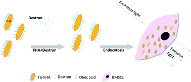 Graphical abstract: Dextran-coated fluorapatite nanorods doped with lanthanides in labelling and directing osteogenic differentiation of bone marrow mesenchymal stem cells