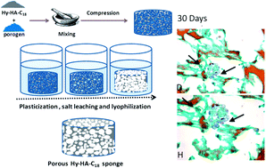 Graphical abstract: Construction and evaluation of sponge scaffolds from hyaluronic acid derivatives for potential cartilage regeneration