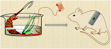 Graphical abstract: Chitin–calcium alginate composite fibers for wound care dressings spun from ionic liquid solution