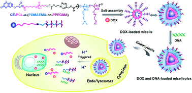 Graphical abstract: Synthesis of an acid-cleavable and fluorescent amphiphilic block copolymer as a combined delivery vector of DNA and doxorubicin