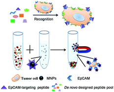 Graphical abstract: Peptide-based isolation of circulating tumor cells by magnetic nanoparticles