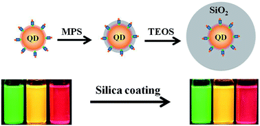 Graphical abstract: Highly bright water-soluble silica coated quantum dots with excellent stability