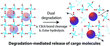 Graphical abstract: Dually degradable click hydrogels for controlled degradation and protein release