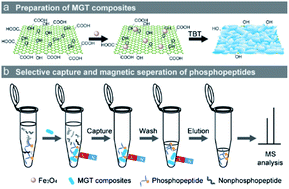 Graphical abstract: Preparation of magnetic graphene composites with hierarchical structure for selective capture of phosphopeptides