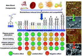 Graphical abstract: Blood activation and compatibility on single-molecular-layer biointerfaces