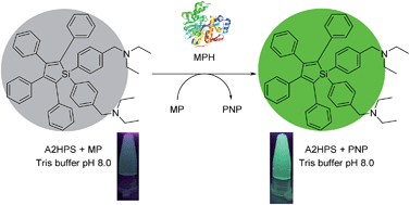 Graphical abstract: A unique fluorescence response of hexaphenylsilole to methyl parathion hydrolase: a new signal generating system for the enzyme label