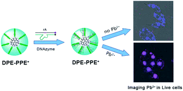 Graphical abstract: Functionalization of cationic poly(p-phenylene ethynylene) with dendritic polyethylene enables efficient DNAzyme delivery for imaging Pb2+ in living cells