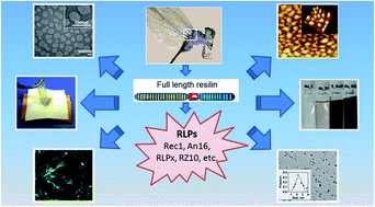 Graphical abstract: Multi-responsive biomaterials and nanobioconjugates from resilin-like protein polymers