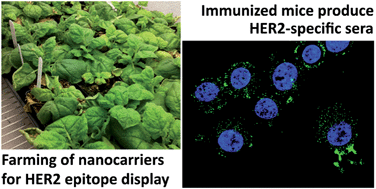 Graphical abstract: Presentation of HER2 epitopes using a filamentous plant virus-based vaccination platform