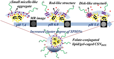 Graphical abstract: pH-responsive hierarchical transformation of charged lipid assemblies within polyelectrolyte gel layers with applications for controlled drug release and MR imaging contrast