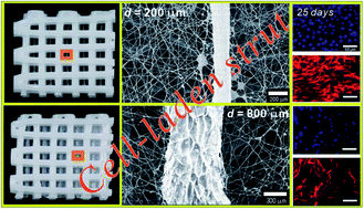 Graphical abstract: Optimal size of cell-laden hydrogel cylindrical struts for enhancing the cellular activities and their application to hybrid scaffolds