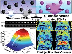 Graphical abstract: Facile non-hydrothermal synthesis of oligosaccharide coated sub-5 nm magnetic iron oxide nanoparticles with dual MRI contrast enhancement effects