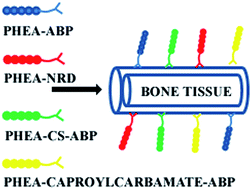 Graphical abstract: Bisphosphonate–polyaspartamide conjugates as bone targeted drug delivery systems