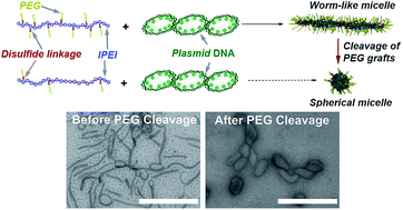 Graphical abstract: Shape transformation following reduction-sensitive PEG cleavage of polymer/DNA nanoparticles