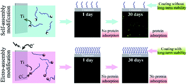 Graphical abstract: A high efficiency approach for a titanium surface antifouling modification: PEG-o-quinone linked with titanium via electron transfer process