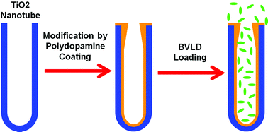 Graphical abstract: Polydopamine-mediated long-term elution of the direct thrombin inhibitor bivalirudin from TiO2 nanotubes for improved vascular biocompatibility