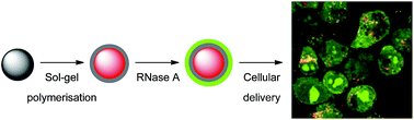 Graphical abstract: Cellular uptake of ribonuclease A-functionalised core–shell silica microspheres