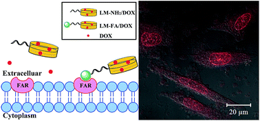 Graphical abstract: Folic acid-modified laponite nanodisks for targeted anticancer drug delivery
